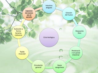 Intestino
                                           delgado
              Ingestión
              de huevos                                                 Eclosión
                por el                                                 del huevo
               ganado




Evolución a
   forma                                                                           Hexacanto
  larvaria,                                                                          libre
 cisticerco
                                        Ciclo biológico




                                                                              Penetració
      Tejido
                                                                              n en pared
     muscular
                                                                               intestinal




                          Circulación                       Vasos
                            general                       sanguíneos
 