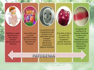 El impacto del
                                         Los productos del
                                                                                      escólex en la
                                         metabolismo del
Debido a su gran     Causa daño por                          El escólex se fija a   mucosa intestinal
                                           parásito al ser
  tamaño en su           su acción                              la pared del          produce una
                                         absorbidos por el
    fase adulta      expoliatriz sobre                         intestino y los           reacción
                                             huésped ,
      produce        los nutrimentos                             proglótidos        inflamatoria y el
                                             producen
alteraciones en el     digeridos del                          quedan flotando       estróbilo provoca
                                            alteraciones
     intestino           huésped                             en la luz intestinal      distensión y
                                            provocando
                                                                                      espasmo del
                                         algunos síntomas
                                                                                         intestino
 
