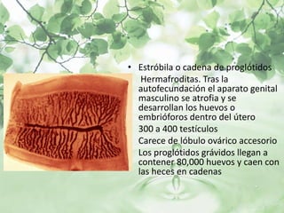 • Estróbila o cadena de proglótidos
• Hermafroditas. Tras la
  autofecundación el aparato genital
  masculino se atrofia y se
  desarrollan los huevos o
  embrióforos dentro del útero
• 300 a 400 testículos
• Carece de lóbulo ovárico accesorio
• Los proglótidos grávidos llegan a
  contener 80,000 huevos y caen con
  las heces en cadenas
 