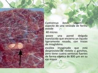 • Cysticercus bovis, tienen el
  aspecto de una vesícula de forma
  ovoide
• 40 micras
• posee una pared delgada
  translúcida que encierra un líquido
  ligeramente rosado, con trazas
  de mioglobina.
• escólex invaginado que está
  desprovisto de róstelo y ganchos,
  pero tiene cuatro ventosas fuertes
  de forma elíptica de 800 μm en su
  eje mayor
•
 