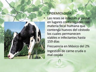• EPIDEMIOLOGÍA
• Las reses se infectan al pastar
  en lugares contaminados con
  materia fecal humana que
  contenga huevos del céstodo
  los cuales permanecen
  viables e infectantes hasta
  159 días
• Frecuencia en México del 2%
• Ingestión de carne cruda o
  mal cocida
 
