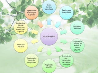 Carne
                                 bovina
                                parasitada
               Ingestión de                     Cysticercus
                huevos por                      bovis viable
                 el ganado



Contaminac
   ión del
                                                               Ingestión-
 suelo con
                                                                duodeno
huevos de T.
  saginata

                              Ciclo biológico

                                                               Evaginación
                                                               - fijación de
 Salida por
                                                                 escólex a
  vía anal
                                                                    pared
                                                                  yeyunal


                                                Crecimimie
               Desprendim                          nto y
                iento de                        desarrollo
               proglótides                      de cadena
                               Proglótides       estrobilar
                                grávidos
 