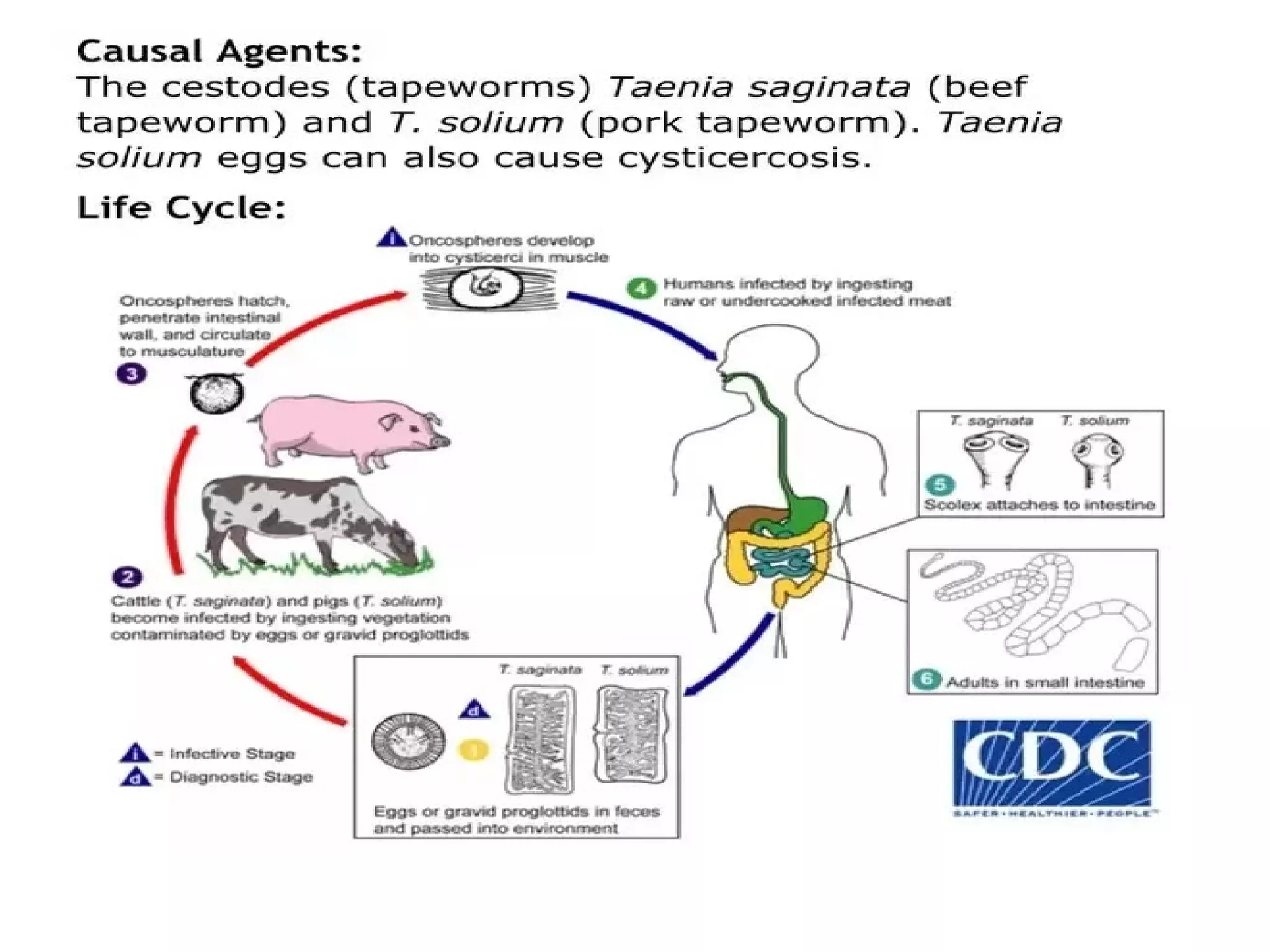 Taeniasis PPT Taeniasis PPT