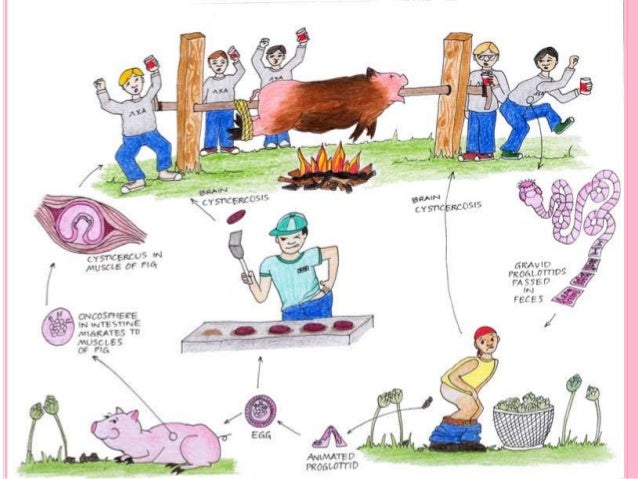 Taenia solium pork tapeworm pig eyes diagram 