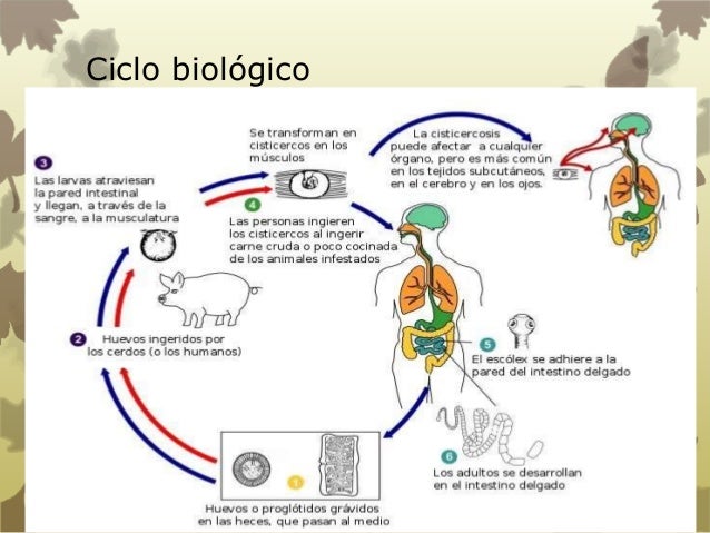 Taenia Solium - Etiología