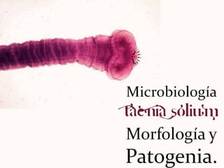 Microbiología
Taenia Solium
Morfología y
Patogenia.
 