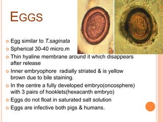 EGGS
 Egg similar to T.saginata
 Spherical 30-40 micro.m
 Thin hyaline membrane around it which disappears
after release
 Inner embryophore radially striated & is yellow
brown due to bile staining.
 In the centre a fully developed embryo(oncosphere)
with 3 pairs of hooklets(hexacanth embryo)
 Eggs do not float in saturated salt solution
 Eggs are infective both pigs & humans.
 