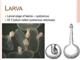 LARVA
 Larval stage of taenia – cysticercus
 Of T.solium called cysticercus cellulosae

 