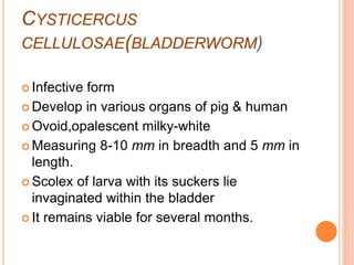 CYSTICERCUS
CELLULOSAE(BLADDERWORM)
 Infective form
 Develop in various organs of pig & human
 Ovoid,opalescent milky-white
 Measuring 8-10 mm in breadth and 5 mm in
length.
 Scolex of larva with its suckers lie
invaginated within the bladder
 It remains viable for several months.
 