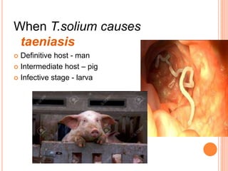 When T.solium causes
taeniasis
 Definitive host - man
 Intermediate host – pig
 Infective stage - larva
 