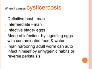 When it causes cysticercosis
o Definitive host - man
o Intermediate - man
o Infective stage- eggs
o Mode of infection- by ingesting eggs
with contaminated food & water
o man harboring adult worm can auto
infect himself by unhygeinic habits or
reverse peristalsis.
 