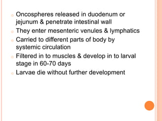 o Oncospheres released in duodenum or
jejunum & penetrate intestinal wall
o They enter mesenteric venules & lymphatics
o Carried to different parts of body by
systemic circulation
o Filtered in to muscles & develop in to larval
stage in 60-70 days
o Larvae die without further development
 