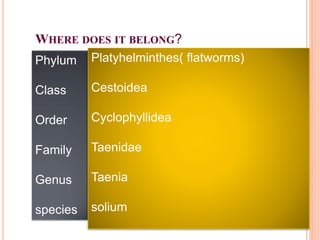WHERE DOES IT BELONG?
order
order
Phylum
Class
Order
Family
Genus
species
Platyhelminthes( flatworms)
Cestoidea
Cyclophyllidea
Taenidae
Taenia
solium
 