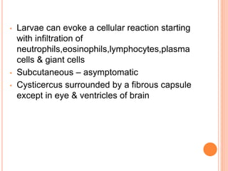 • Larvae can evoke a cellular reaction starting
with infiltration of
neutrophils,eosinophils,lymphocytes,plasma
cells & giant cells
• Subcutaneous – asymptomatic
• Cysticercus surrounded by a fibrous capsule
except in eye & ventricles of brain
 