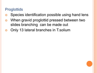 Proglottids
 Species identification possible using hand lens
 When gravid proglottid pressed between two
slides branching can be made out
 Only 13 lateral branches in T.solium
 