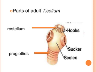 Parts of adult T.solium
rostellum
proglottids
 