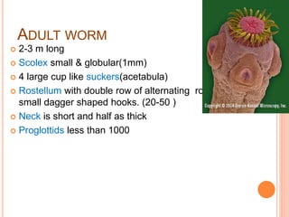 ADULT WORM
 2-3 m long
 Scolex small & globular(1mm)
 4 large cup like suckers(acetabula)
 Rostellum with double row of alternating round &
small dagger shaped hooks. (20-50 )
 Neck is short and half as thick
 Proglottids less than 1000
 