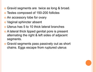  Gravid segments are twice as long & broad.
 Testes composed of 150-200 follicles
 An accessory lobe for ovary
 Vaginal sphincter absent
 Uterus has 5 to 10 thick lateral branches
 A lateral thick lipped genital pore is present
alternating the right & left sides of adjacent
segments.
 Gravid segments pass passively out as short
chains. Eggs escape from ruptured uterus
 