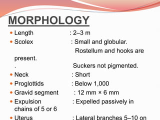 MORPHOLOGY
 Length : 2–3 m
 Scolex : Small and globular.
Rostellum and hooks are
present.
. Suckers not pigmented.
 Neck : Short
 Proglottids : Below 1,000
 Gravid segment : 12 mm × 6 mm
 Expulsion : Expelled passively in
chains of 5 or 6
 Uterus : Lateral branches 5–10 on
 