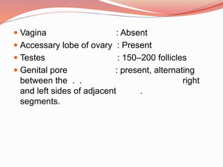  Vagina : Absent
 Accessary lobe of ovary : Present
 Testes : 150–200 follicles
 Genital pore : present, alternating
between the . . right
and left sides of adjacent .
segments.
 