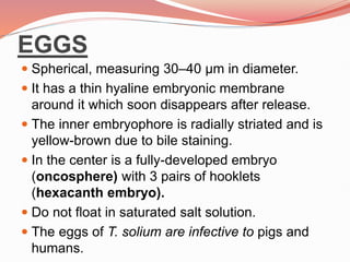 EGGS
 Spherical, measuring 30–40 μm in diameter.
 It has a thin hyaline embryonic membrane
around it which soon disappears after release.
 The inner embryophore is radially striated and is
yellow-brown due to bile staining.
 In the center is a fully-developed embryo
(oncosphere) with 3 pairs of hooklets
(hexacanth embryo).
 Do not float in saturated salt solution.
 The eggs of T. solium are infective to pigs and
humans.
 