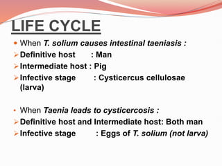 LIFE CYCLE
 When T. solium causes intestinal taeniasis :
Definitive host : Man
Intermediate host : Pig
Infective stage : Cysticercus cellulosae
(larva)
• When Taenia leads to cysticercosis :
Definitive host and Intermediate host: Both man
Infective stage : Eggs of T. solium (not larva)
 