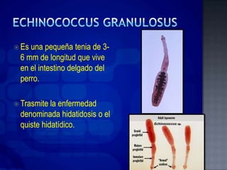  Esuna pequeña tenia de 3-
 6 mm de longitud que vive
 en el intestino delgado del
 perro.

 Trasmite la enfermedad
 denominada hidatidosis o el
 quiste hidatídico.
 