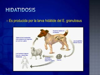  Es   producida por la larva hidátide del E. granulosus
 