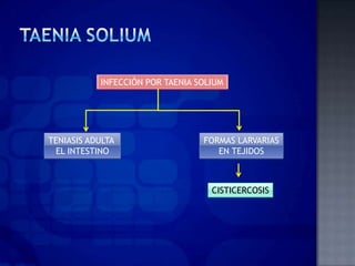 INFECCIÓN POR TAENIA SOLIUM




TENIASIS ADULTA                  FORMAS LARVARIAS
 EL INTESTINO                       EN TEJIDOS



                                   CISTICERCOSIS
 
