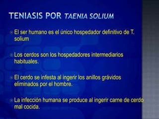  Elser humano es el único hospedador definitivo de T.
  solium

 Los cerdos son los hospedadores intermediarios
  habituales.

 El cerdo se infesta al ingerir los anillos grávidos
  eliminados por el hombre.

 Lainfección humana se produce al ingerir carne de cerdo
  mal cocida.
 