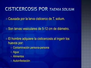  Causada   por la larva cisticerco de T. solium.

 Son   larvas vesiculares de 5-12 cm de diámetro.

 Elhombre adquiere la cisticercosis al ingerir los
  huevos por:
    Contaminación persona-persona
    Agua
    Alimentos
    Autoinfestación
 