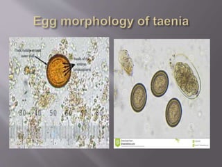 Taenia solium and taenia saginata