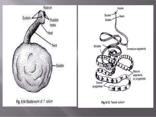 Taenia Solium And Taenia Saginata