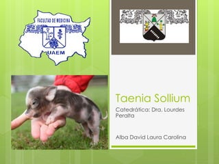 Taenia Sollium
Catedrática: Dra. Lourdes
Peralta
Alba David Laura Carolina
 