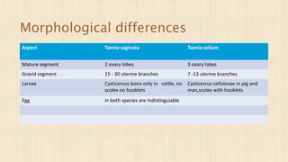 Aspect Taenia saginata Taenia solium
Mature segment 2 ovary lobes 3 ovary lobes
Gravid segment 15 - 30 uterine branches 7 -13 uterine branches
Larvae Cysticercus bovis only in cattle, no
scolex no hooklets
Cysticercus cellulosae in pig and
man,scolex with hooklets
Egg in both species are indistinguiable
Morphological differences
 