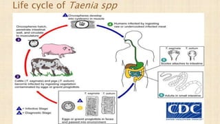 Life cycle of Taenia spp
 