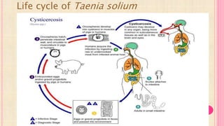 Life cycle of Taenia solium
 