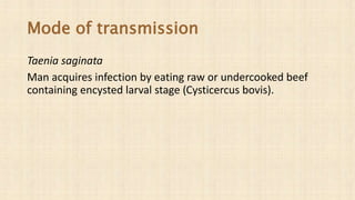 Mode of transmission
Taenia saginata
Man acquires infection by eating raw or undercooked beef
containing encysted larval stage (Cysticercus bovis).
 