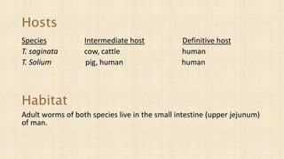 Hosts
Species Intermediate host Definitive host
T. saginata cow, cattle human
T. Solium pig, human human
Habitat
Adult worms of both species live in the small intestine (upper jejunum)
of man.
 