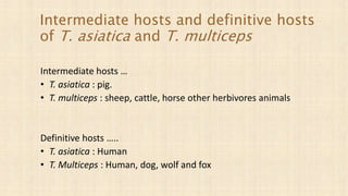 Intermediate hosts and definitive hosts
of T. asiatica and T. multiceps
Intermediate hosts …
• T. asiatica : pig.
• T. multiceps : sheep, cattle, horse other herbivores animals
Definitive hosts …..
• T. asiatica : Human
• T. Multiceps : Human, dog, wolf and fox
 