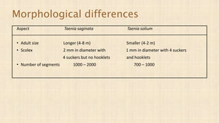 Morphological differences
Aspect Taenia saginata Taenia solium
• Adult size Longer (4-8 m) Smaller (4-2 m)
• Scolex 2 mm in diameter with 1 mm in diameter with 4 suckers
4 suckers but no hooklets and hooklets
• Number of segments 1000 – 2000 700 – 1000
 