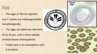 Taenia spp..