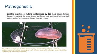 Taenia spp presentation . Given in detail | PPTX