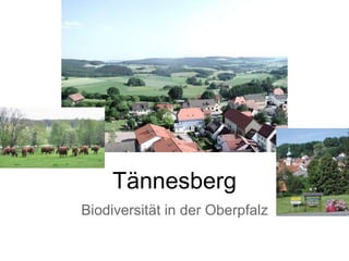 Tännesberg
Biodiversität in der Oberpfalz
 