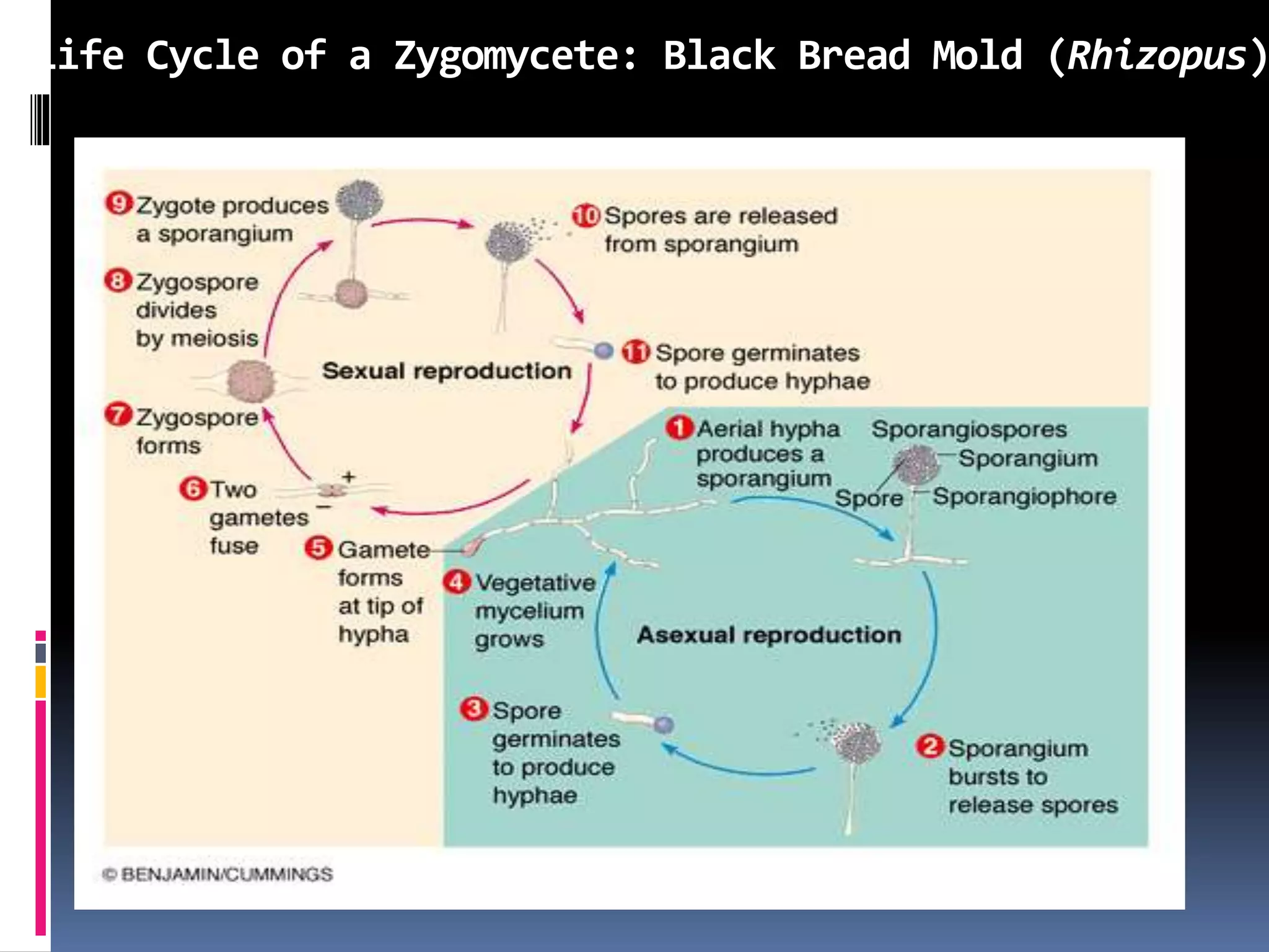 Life Cycle of a Zygomycete: Black Bread Mold (Rhizopus)
 
