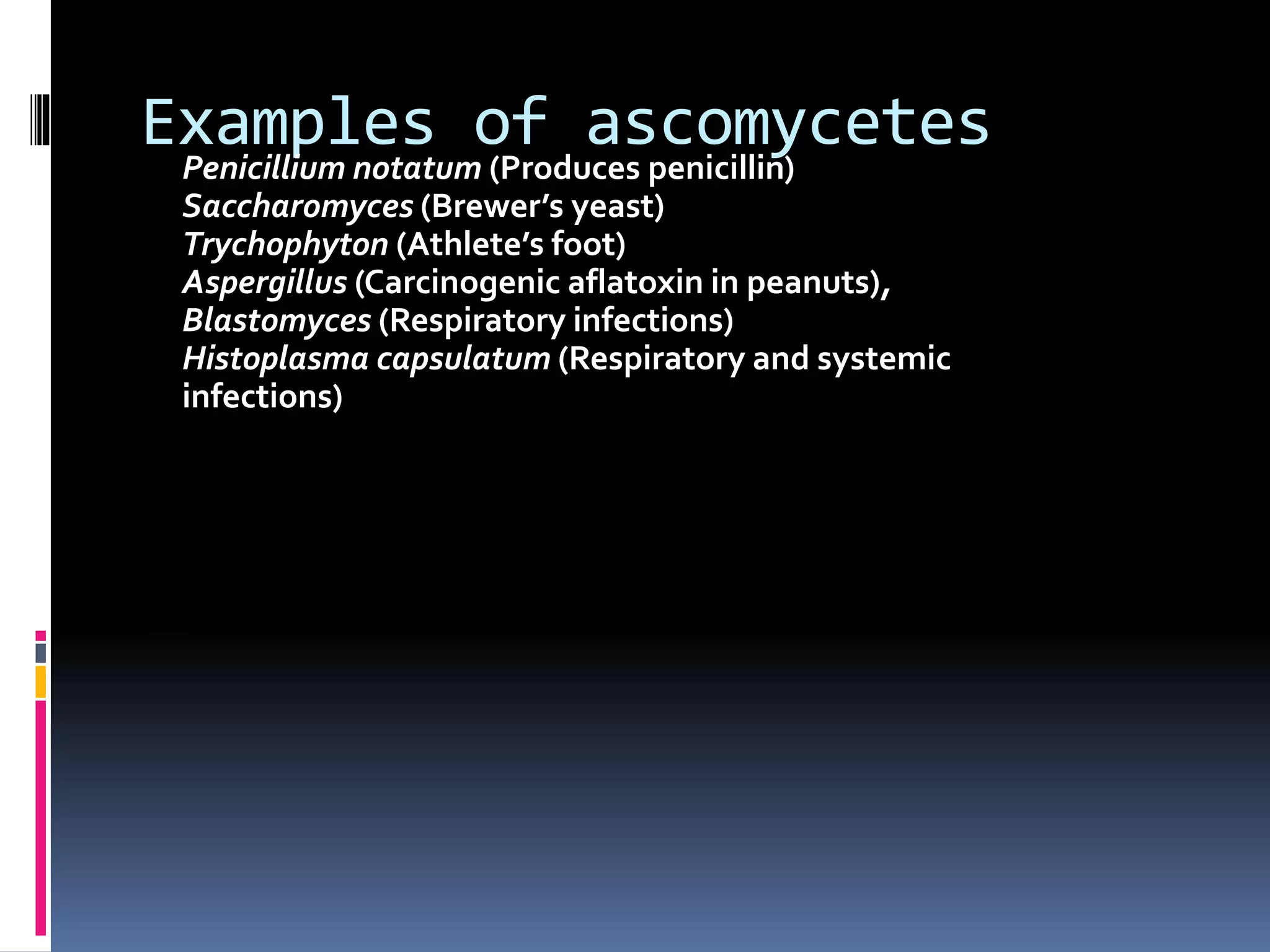 Examples of ascomycetesPenicillium notatum (Produces penicillin)
Saccharomyces (Brewer’s yeast)
Trychophyton (Athlete’s foot)
Aspergillus (Carcinogenic aflatoxin in peanuts),
Blastomyces (Respiratory infections)
Histoplasma capsulatum (Respiratory and systemic
infections)
 