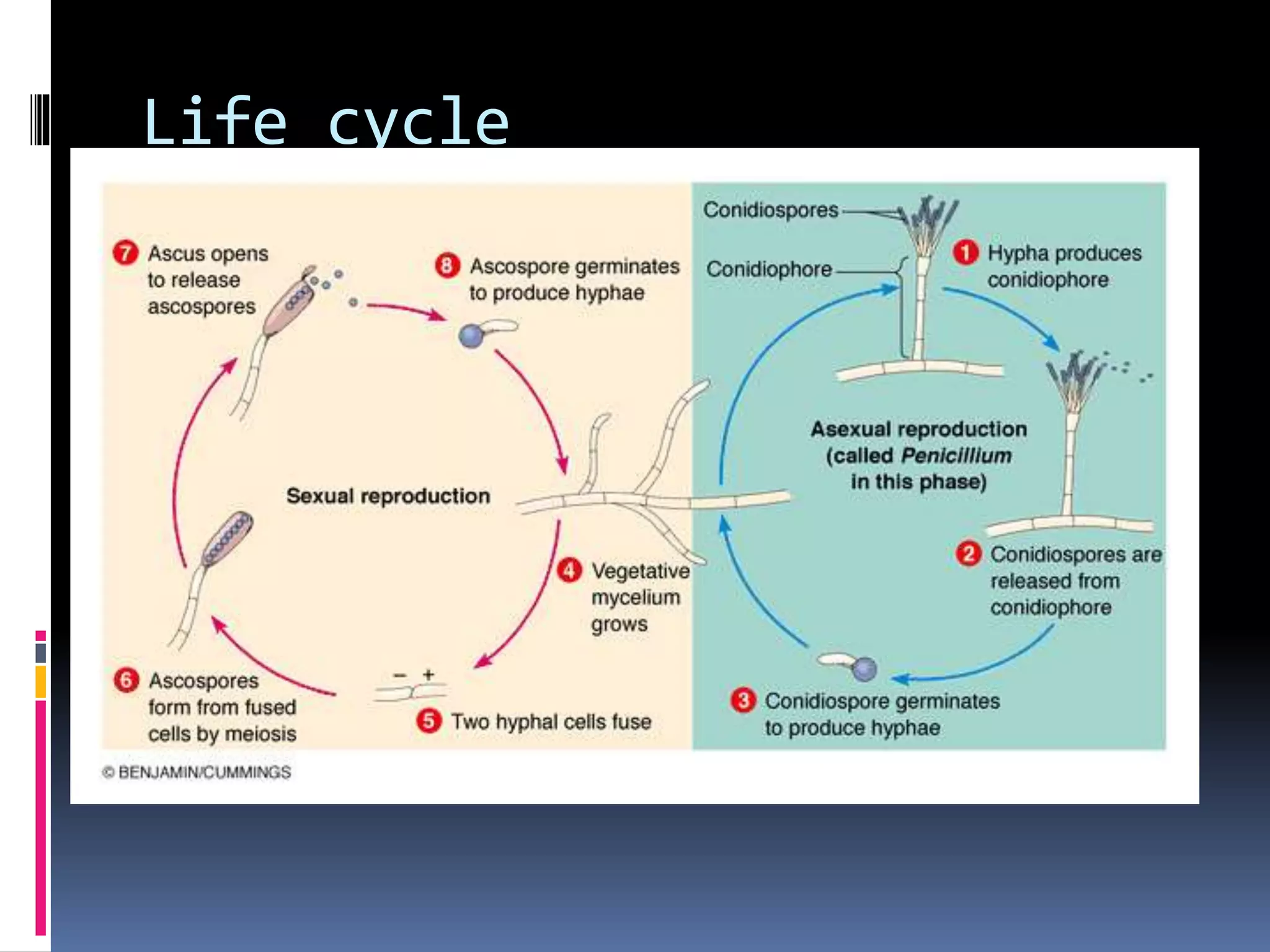 Life cycle
 