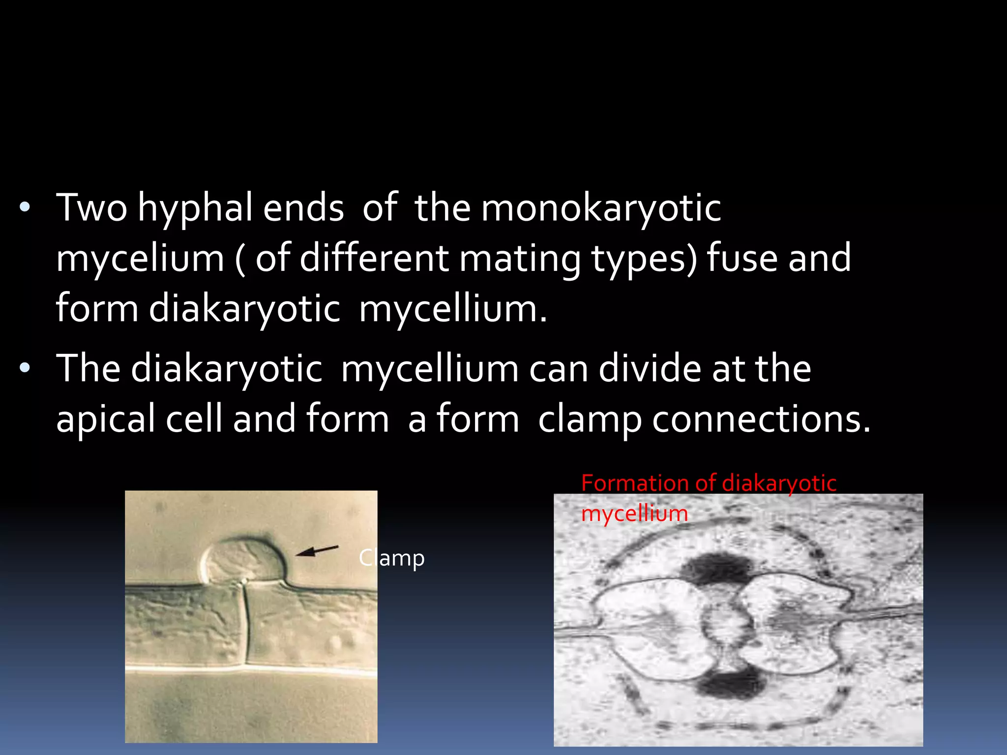 • Two hyphal ends of the monokaryotic
mycelium ( of different mating types) fuse and
form diakaryotic mycellium.
• The diakaryotic mycellium can divide at the
apical cell and form a form clamp connections.
Clamp
Formation of diakaryotic
mycellium
 