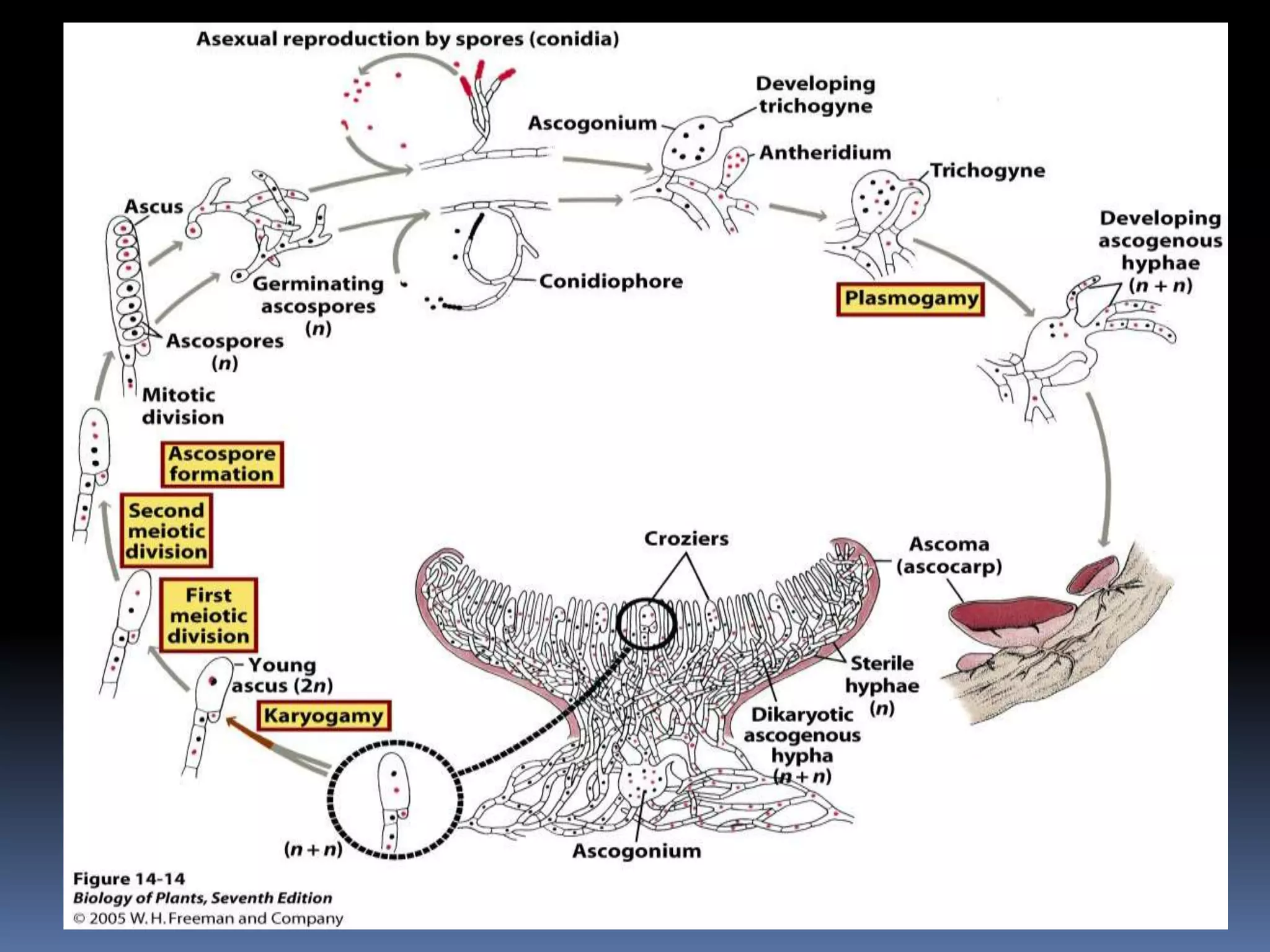 Life cycle of basidiomycota
 