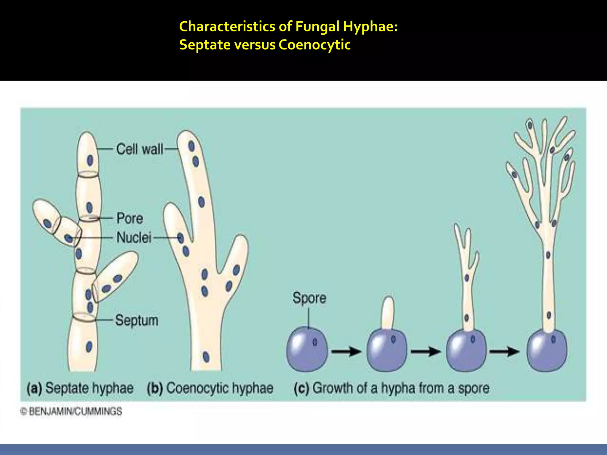 Characteristics of Fungal Hyphae:
Septate versus Coenocytic
 
